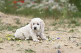 GOLDEN RETRIEVER 354